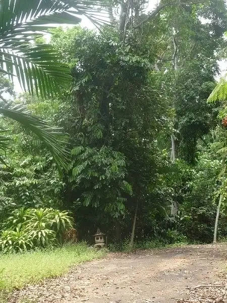 Seventh view of Homely land listing, 21 Explorers Drive, South Mission Beach QLD 4852