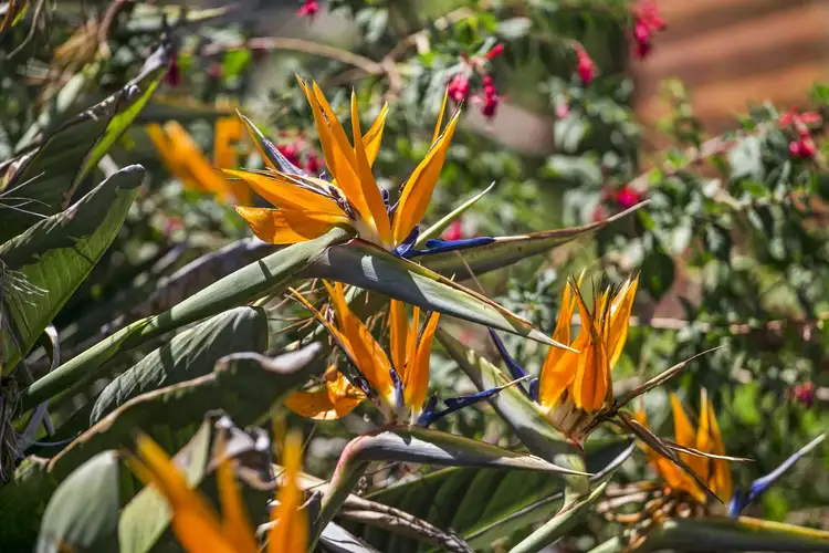 Fifth view of Homely land listing, 11-13 Asbury St, Ocean Grove VIC 3226