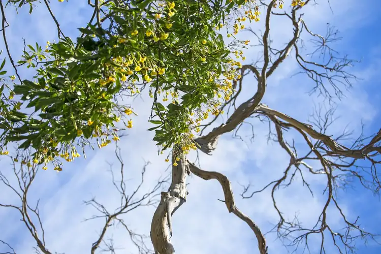 Sixth view of Homely land listing, 11-13 Asbury St, Ocean Grove VIC 3226