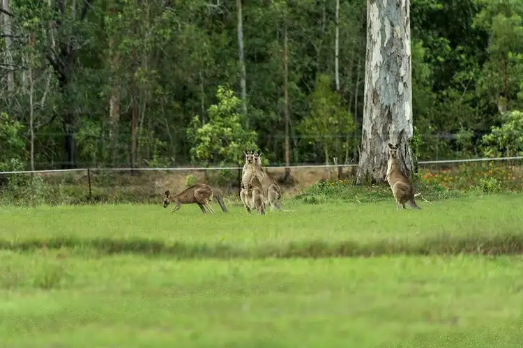Second view of Homely rural property listing, 18-28 Killigrew Rd, Tamborine QLD 4270