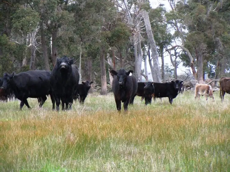 Third view of Homely rural property listing, 488 Haynesdale Road, Frankland River WA 6396