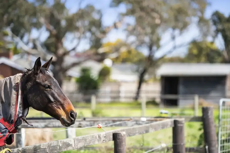 Sixth view of Homely rural property listing, 551-569 Bellarine Highway, Moolap VIC 3224