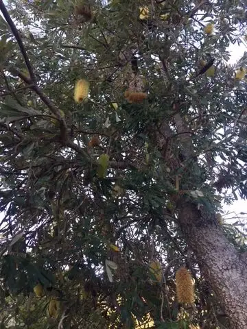 Fourth view of Homely rural property listing, 596 Clearview Road, Blaxlands Creek NSW 2460