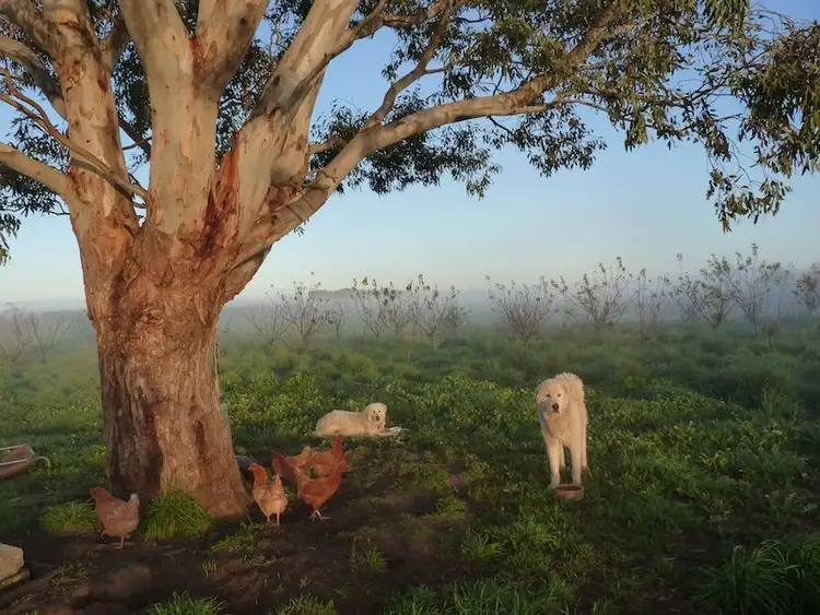 Second view of Homely rural property listing, 1539 Mt McIntyre Road, Kalangadoo SA 5278