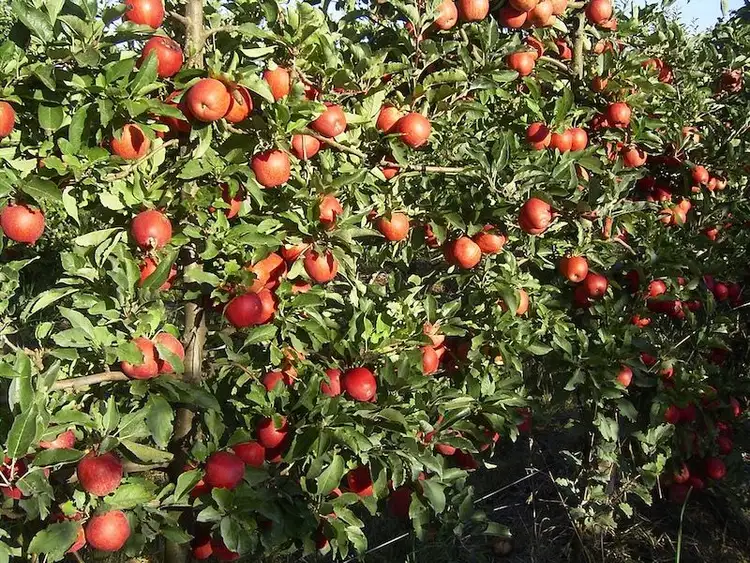 Fifth view of Homely rural property listing, 1539 Mt McIntyre Road, Kalangadoo SA 5278