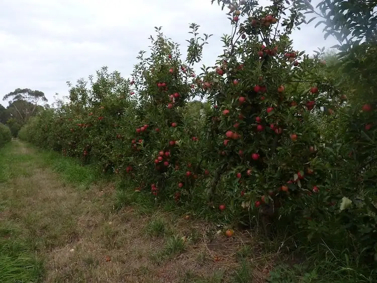 Sixth view of Homely rural property listing, 1539 Mt McIntyre Road, Kalangadoo SA 5278