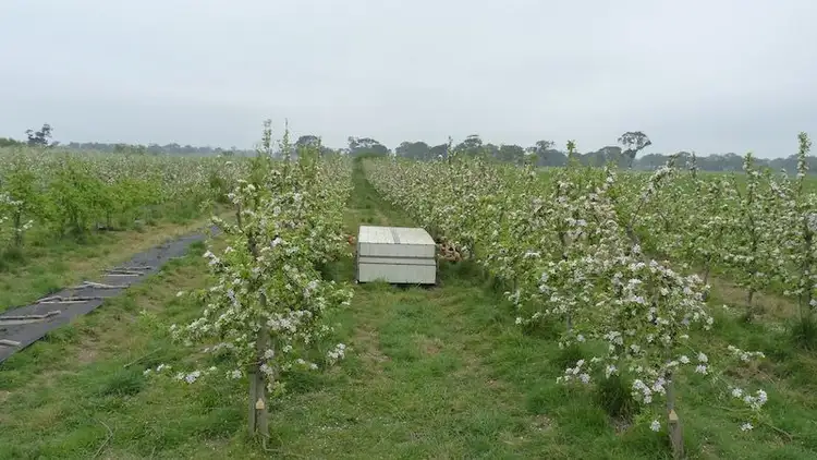 Seventh view of Homely rural property listing, 1539 Mt McIntyre Road, Kalangadoo SA 5278