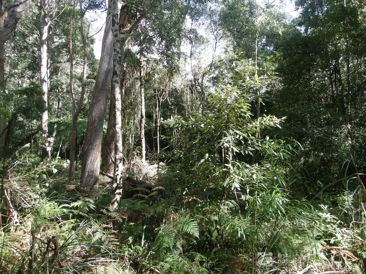 Third view of Homely land listing, 19 & 21 Banksia Road, Springbrook QLD 4213