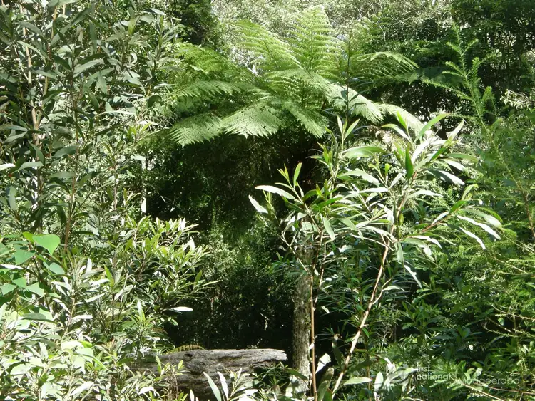 Fourth view of Homely land listing, 19 & 21 Banksia Road, Springbrook QLD 4213
