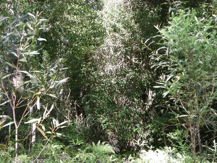 Fifth view of Homely land listing, 19 & 21 Banksia Road, Springbrook QLD 4213
