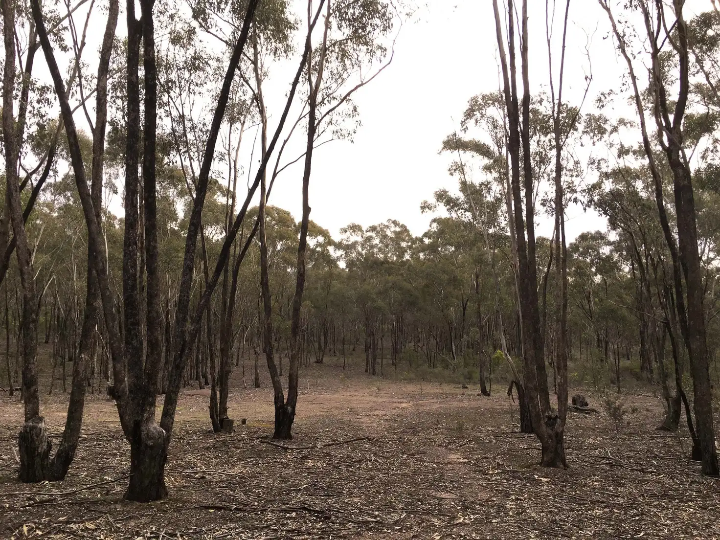 Main view of Homely rural property listing, Baynes Rd, Murchison VIC 3610