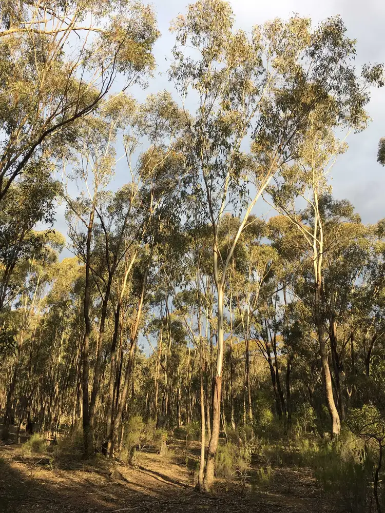 Sixth view of Homely rural property listing, Baynes Rd, Murchison VIC 3610