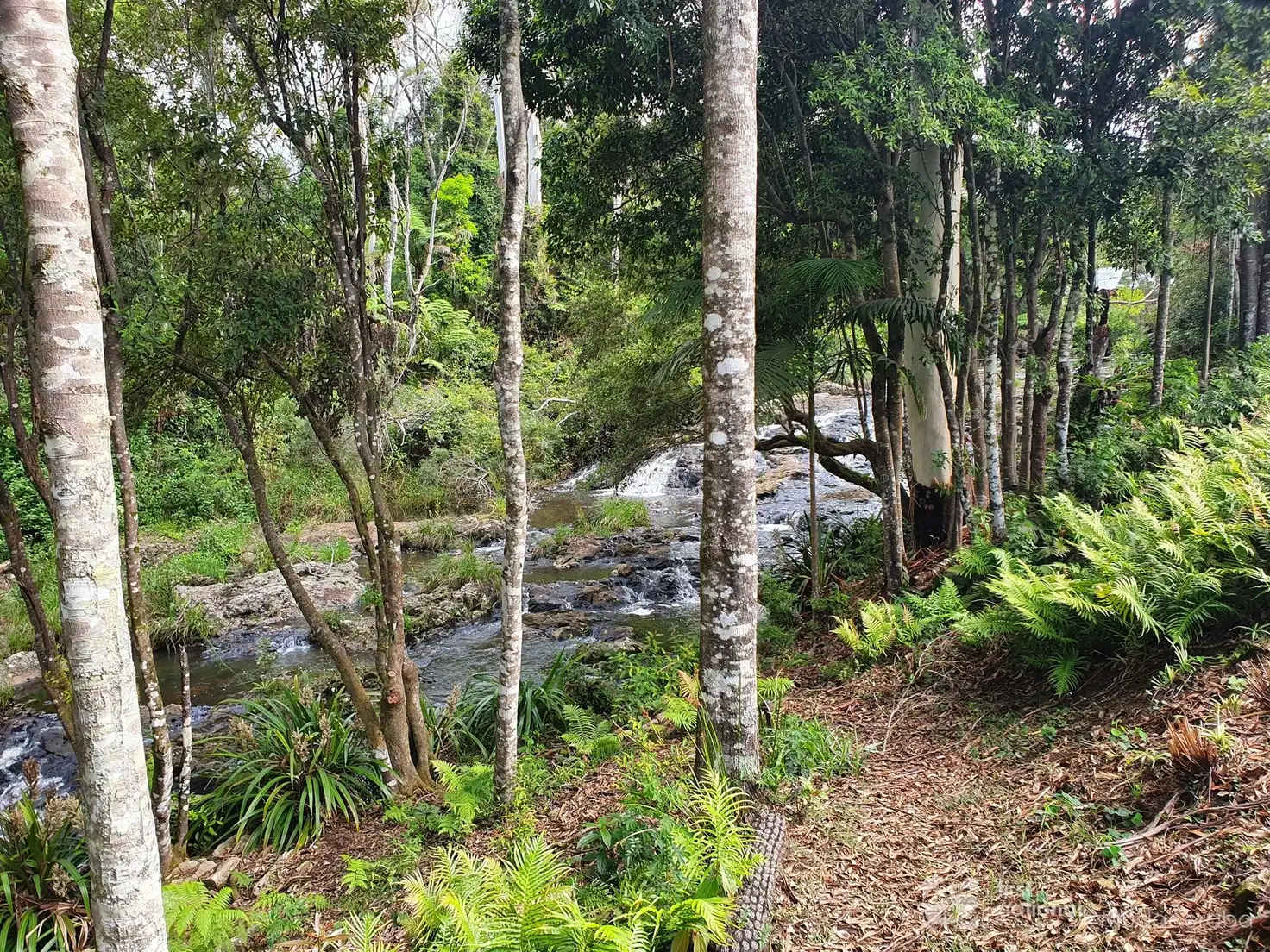 Main view of Homely house listing, 23 Lloyds Road, Springbrook QLD 4213