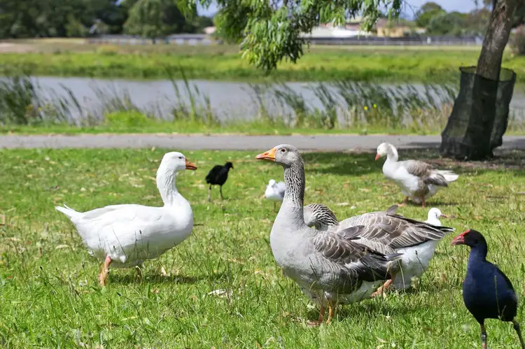 Fifth view of Homely land listing, 2 Port Deakin Street, St Leonards VIC 3223