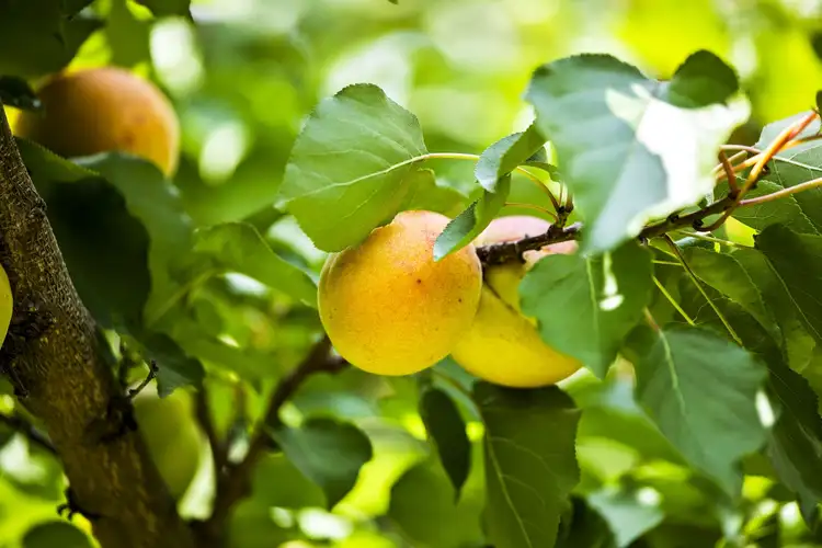 Sixth view of Homely townhouse listing, 2 Bulga Place, Ocean Grove VIC 3226