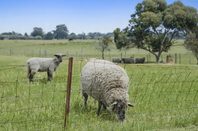 Second view of Homely house listing, 135 Taits Road, Barwon Heads VIC 3227