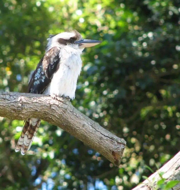Second view of Homely rural property listing, 1 Kookaburra Way, Gin Gin QLD 4671