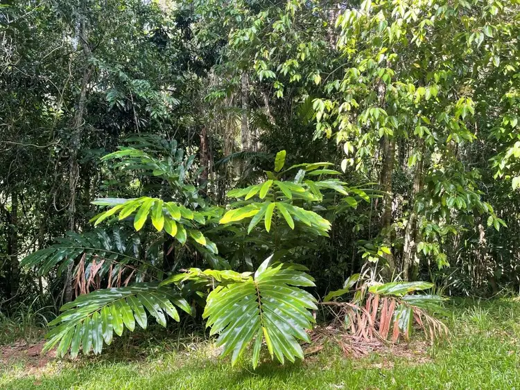 Fifth view of Homely land listing, Plantation Drive, Bingil Bay QLD 4852