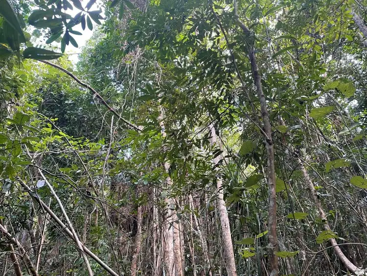 Sixth view of Homely land listing, Plantation Drive, Bingil Bay QLD 4852