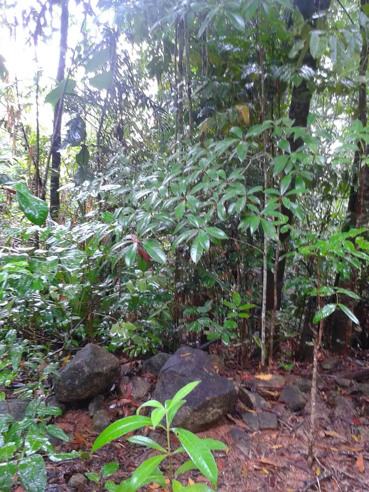 Fourth view of Homely land listing, 17 Maple Terrace, Tully QLD 4854