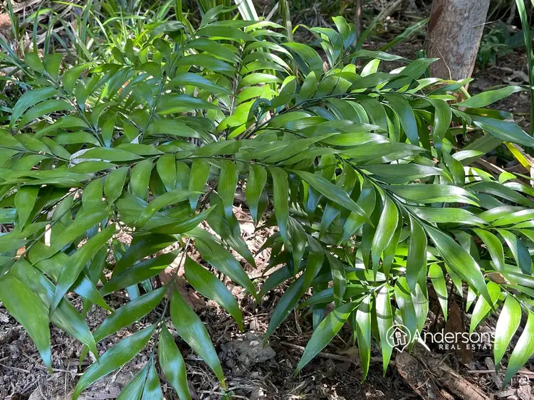 Seventh view of Homely land listing, Proposed Lot 4 Off Dunkalli Cr, Wongaling Beach QLD 4852