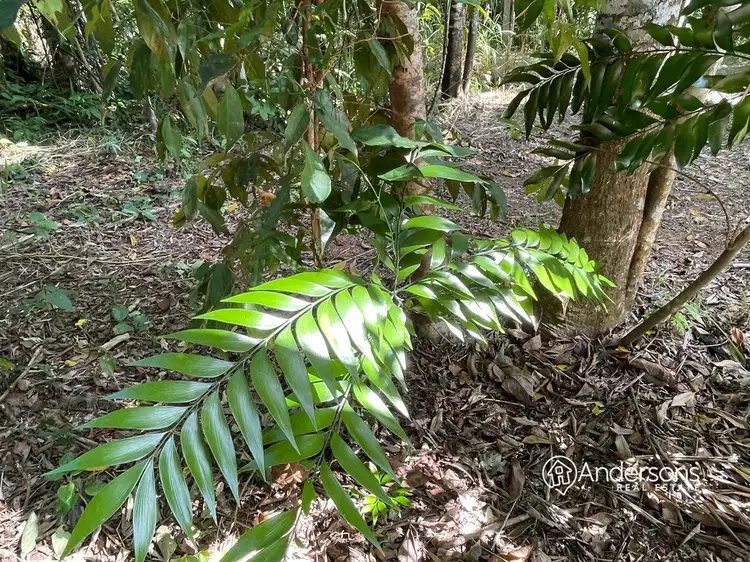 Seventh view of Homely land listing, Lot 8 Off Dunkalli Cr, Wongaling Beach QLD 4852