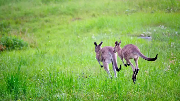 Third view of Homely land listing, 12-14 Carnarvon Court, Yandina Creek QLD 4561