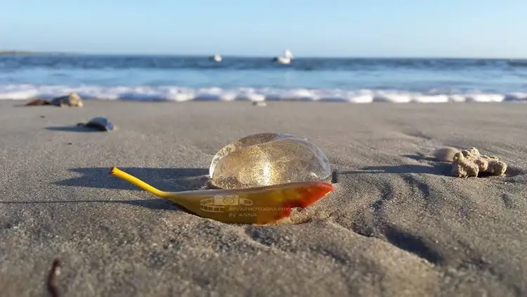 Seventh view of Homely land listing, LOT 34/10 Sea Beach Way, Toogoom QLD 4655