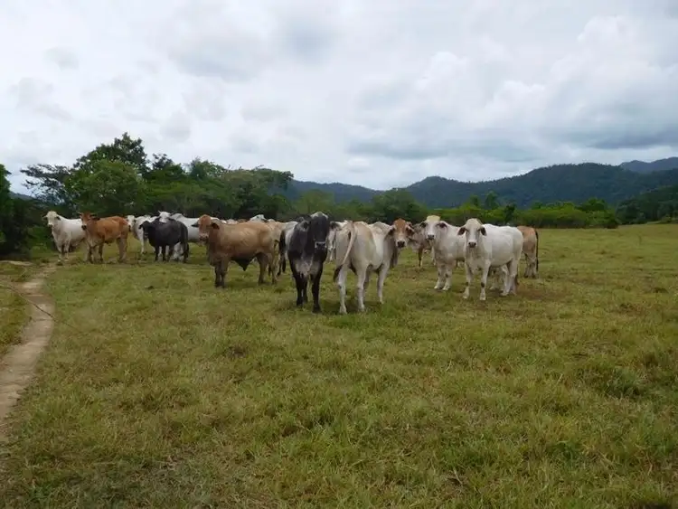 Sixth view of Homely land listing, Lot 55 Shell Pocket Road, Shell Pocket QLD 4855