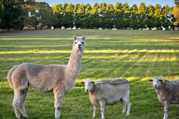 Third view of Homely rural property listing, 255 Swan Bay Road, Wallington VIC 3222
