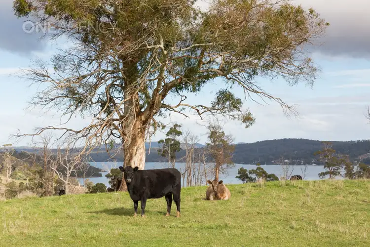 Fifth view of Homely rural property listing, 678 Craigburn Road, Hillwood TAS 7252