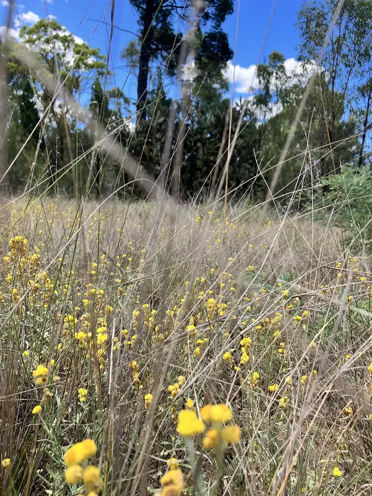 Seventh view of Homely rural property listing, 93/Groszmann Road, Western Creek QLD 4357