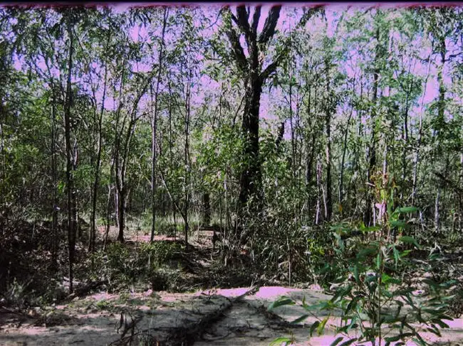 Main view of Homely land listing, 526 Golden Glow Road, Tara QLD 4421