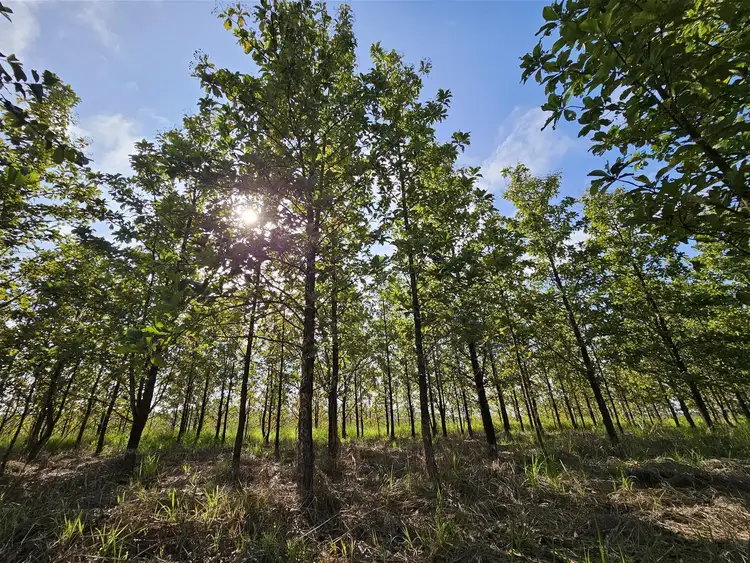 Third view of Homely rural property listing, Lot 18 Camarlinghi Road, Garradunga QLD 4860