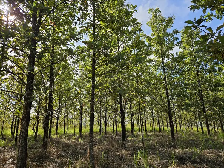 Fifth view of Homely rural property listing, Lot 18 Camarlinghi Road, Garradunga QLD 4860
