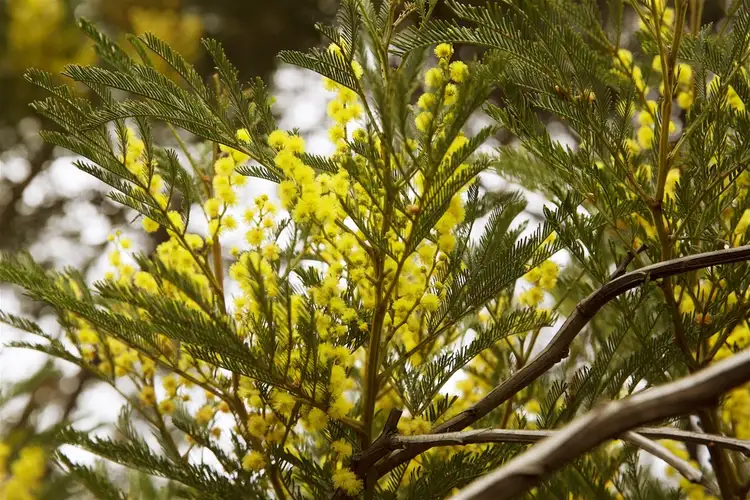 Sixth view of Homely land listing, Lot 244 Coot Road, Parkerville WA 6081