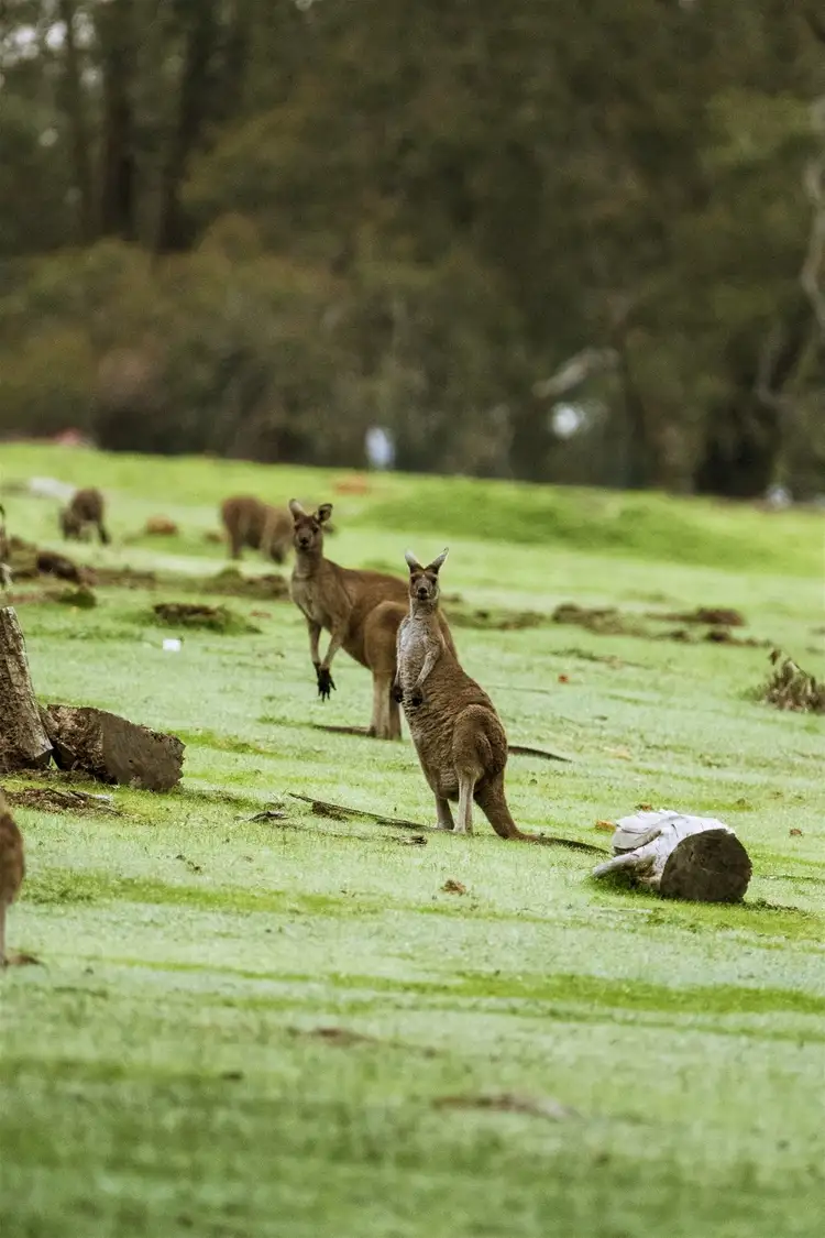 Seventh view of Homely land listing, Lot 244 Coot Road, Parkerville WA 6081