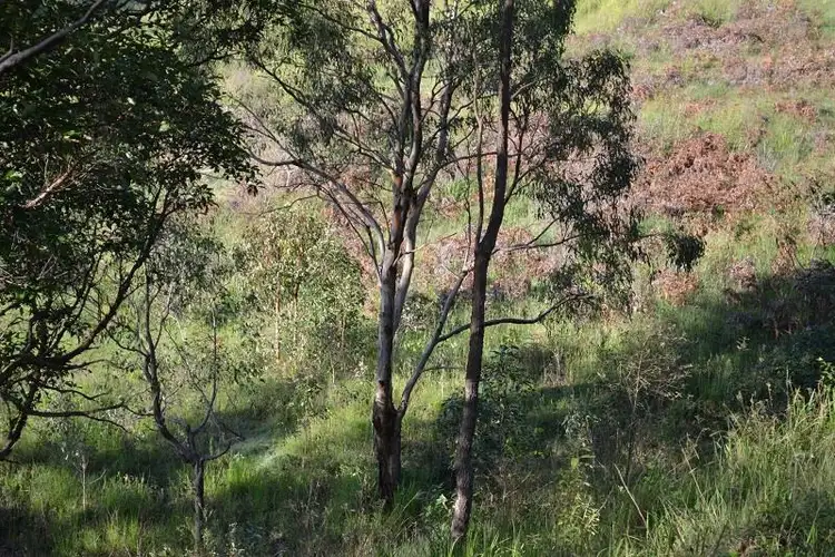 Sixth view of Homely land listing, 164 Hausmann Road, Mount Mee QLD 4521