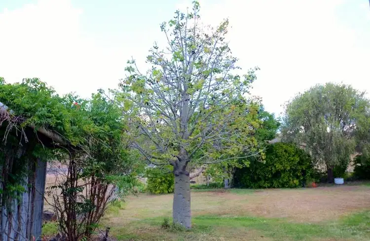 Sixth view of Homely rural property listing, 8247 DAGUILAR HIGHWAY, Moore QLD 4306