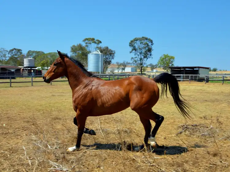 Second view of Homely rural property listing, 152 Macaulay Road, Westbrook QLD 4350