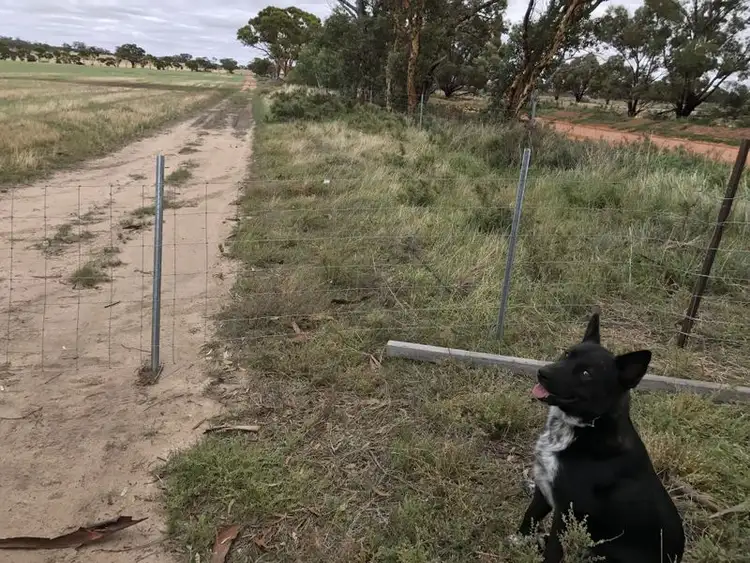 Fifth view of Homely rural property listing, Lot 3767 Fiegert Road, Cunderdin WA 6407