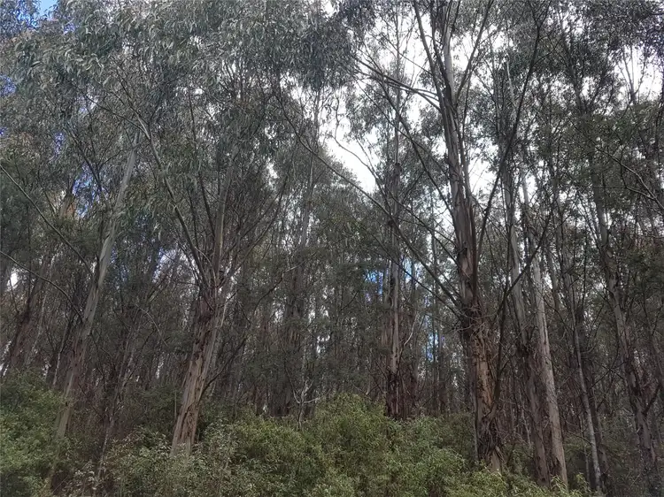 Third view of Homely rural property listing, 124-126 Camden Road, Tayene TAS 7259
