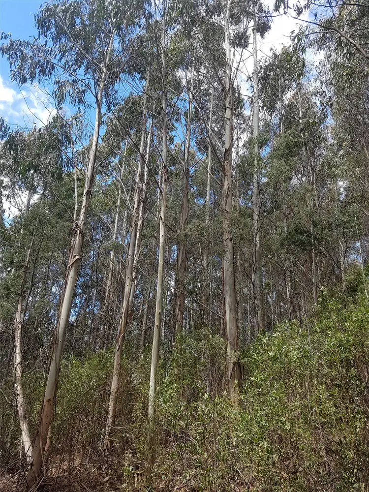 Fifth view of Homely rural property listing, 124-126 Camden Road, Tayene TAS 7259