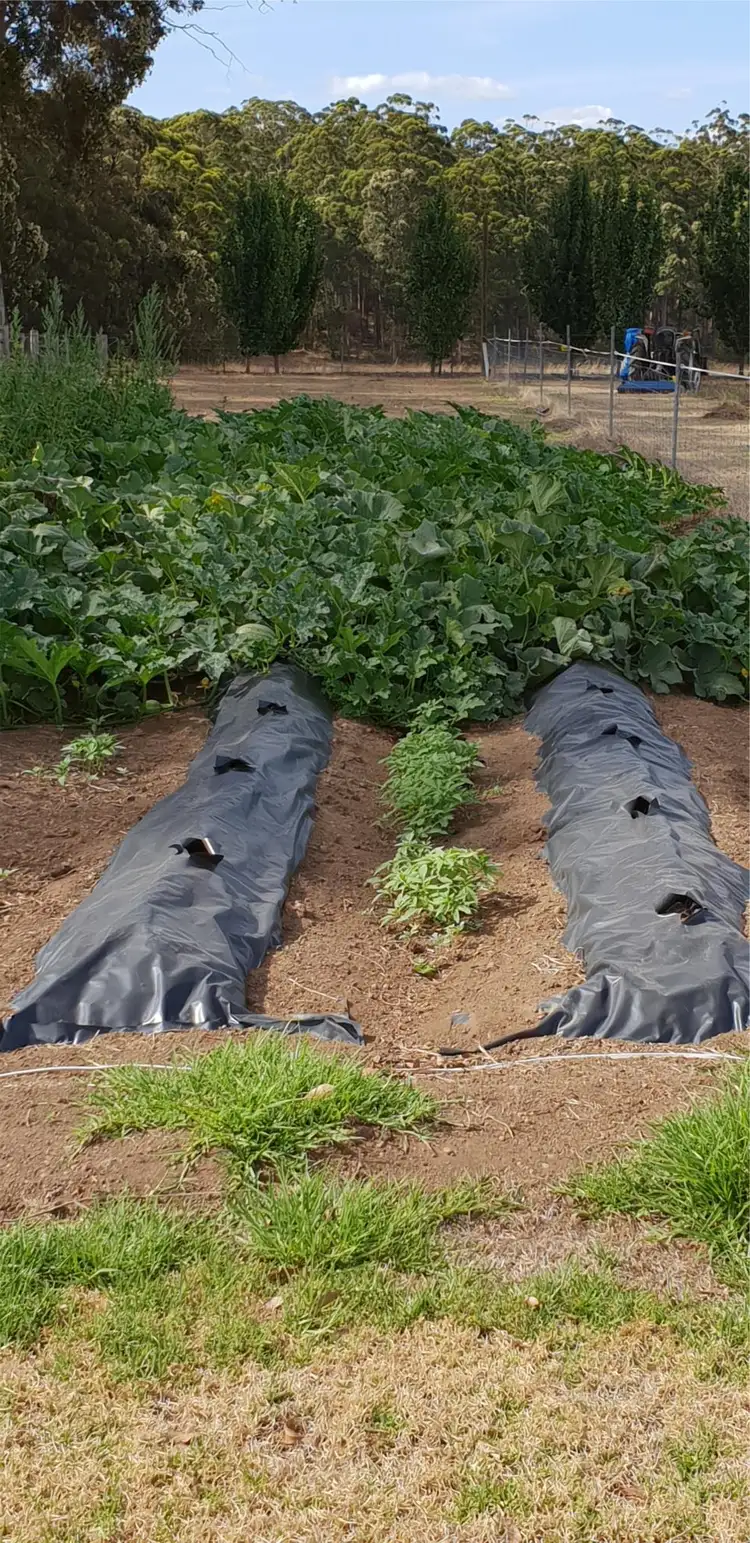 Sixth view of Homely rural property listing, 239 Towie Road, Manjimup WA 6258