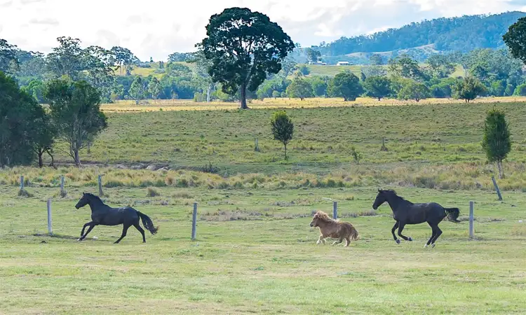Second view of Homely rural property listing, 2589 Old Bruce Highway, Tuchekoi QLD 4570