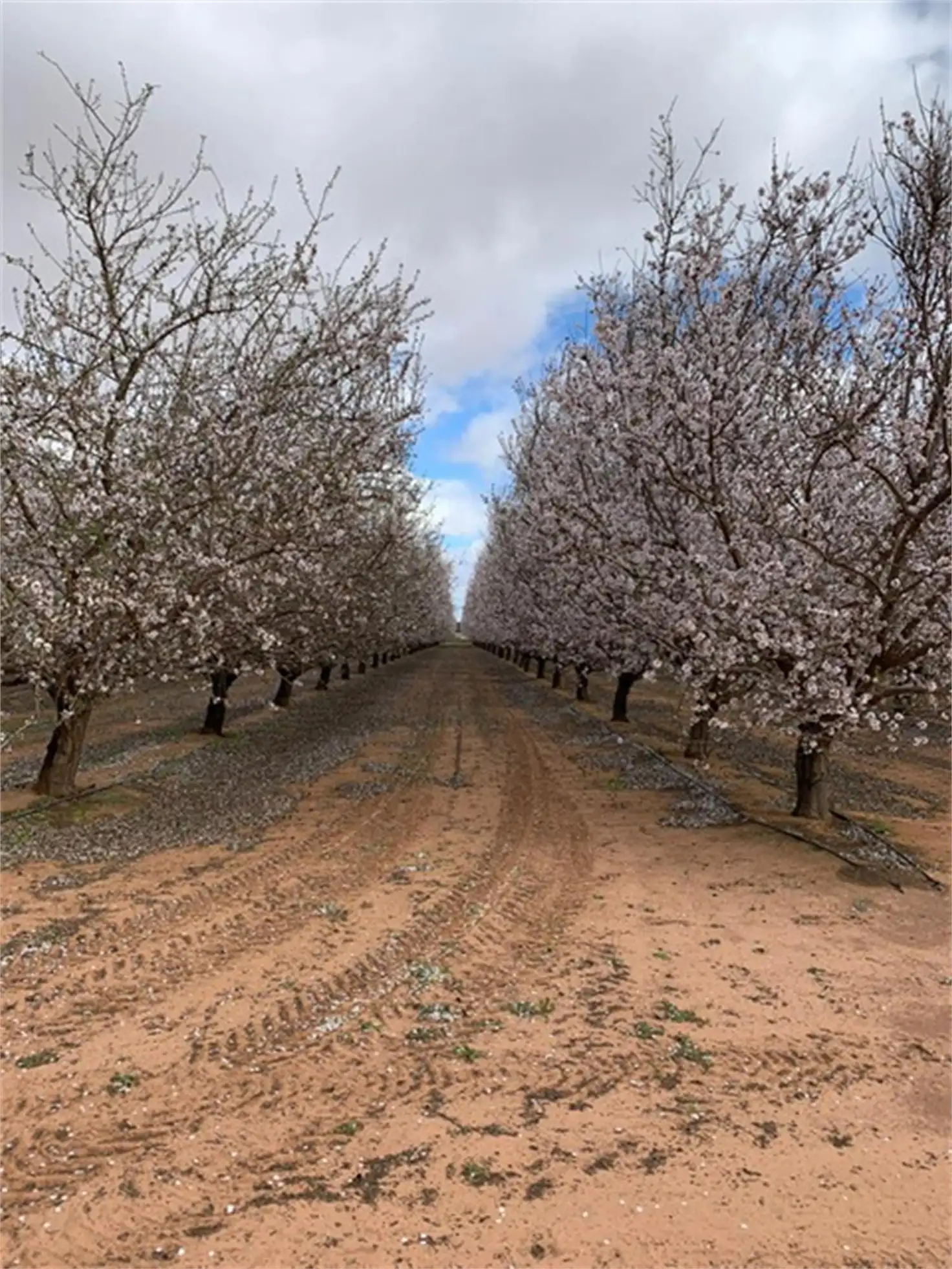 Main view of Homely rural property listing, 193 Trioda Street, Red Cliffs VIC 3496