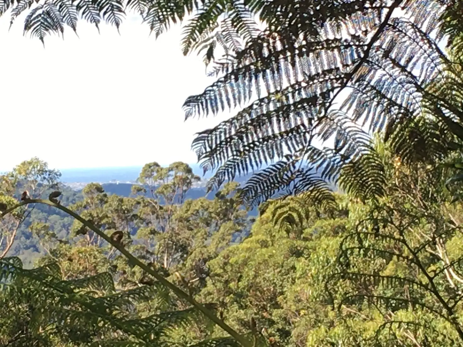 Main view of Homely rural property listing, 1/886 Tomewin Road, Murwillumbah NSW 2484