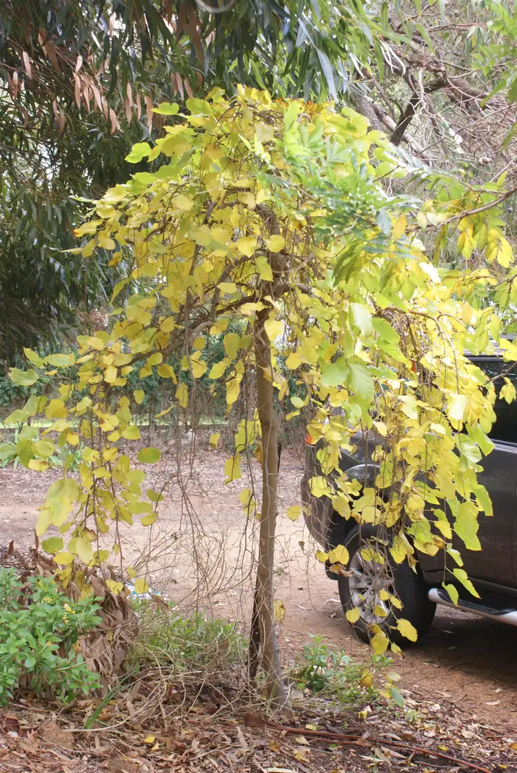 Fourth view of Homely house listing, 16 Falls Road, Lesmurdie WA 6076