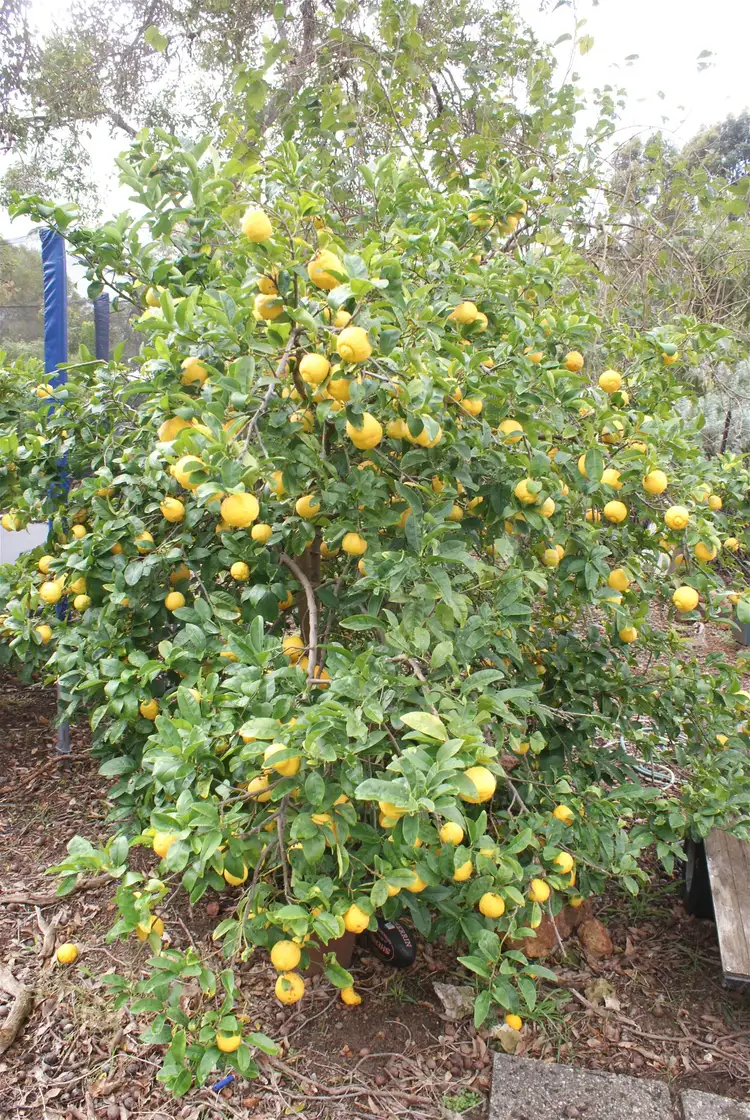 Seventh view of Homely house listing, 16 Falls Road, Lesmurdie WA 6076