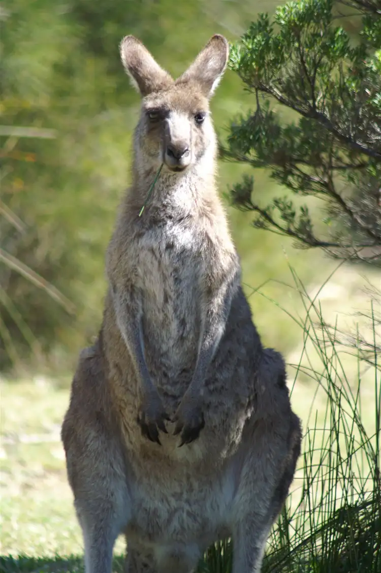 Second view of Homely land listing, 20 A Hansen Street, Seaspray VIC 3851